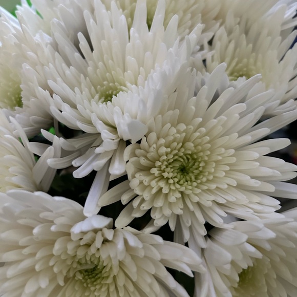 Meet your Posher, Angelica - Picture 1 of 5